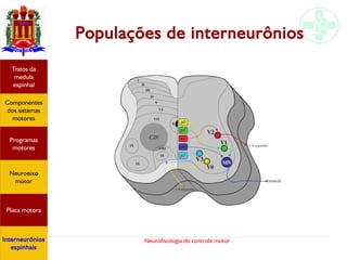 Neurofisiologia do controle motor
Populações de interneurônios
Hipotálamo
e homeostase
Coneitos
motivacionais
Áreas funcionais
do córtex
Sede
Fome
Sensação e
percepção
Componentes
dos sistemas
motores
Tratos da
medula
espinhal
Placa motora
Programas
motores
Neuroeixo
motor
Interneurônios
espinhais
 