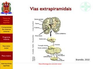 Neurofisiologia do controle motor
Vias extrapiramidaisVias extrapiramidais
Brandão, 2010
Hipotálamo
e homeostase
Coneitos
motivacionais
Áreas funcionais
do córtex
Sede
Fome
Sensação e
percepção
Controle
motor
Sistema
comportamental
Componentes
dos sistemas
motores
Tratos da
medula
espinhal
Placa motora
Programas
motores
Neuroeixo
motor
Ciclos
locomotores
Interneurônios
espinhais
Hipotálamo
e homeostase
Coneitos
motivacionais
Áreas funcionais
do córtex
Sede
Fome
Sensação e
percepção
Controle
motor
Sistema
comportamental
Componentes
dos sistemas
motores
Tratos da
medula
espinhal
Placa motora
Programas
motores
Neuroeixo
motor
Ciclos
locomotores
Interneurônios
espinhais
Hipotálamo
e homeostase
Coneitos
motivacionais
Áreas funcionais
do córtex
Sede
Fome
Sensação e
percepção
Controle
motor
Sistema
comportamental
Componentes
dos sistemas
motores
Tratos da
medula
espinhal
Placa motora
Programas
motores
Neuroeixo
motor
Ciclos
locomotores
Interneurônios
espinhais
Hipotálamo
e homeostase
Coneitos
motivacionais
Áreas funcionais
do córtex
Sede
Fome
Sensação e
percepção
Controle
motor
Sistema
comportamental
Componentes
dos sistemas
motores
Tratos da
medula
espinhal
Placa motora
Programas
motores
Neuroeixo
motor
Ciclos
locomotores
Interneurônios
espinhais
Hipotálamo
e homeostase
Coneitos
motivacionais
Áreas funcionais
do córtex
Sede
Fome
Sensação e
percepção
Componentes
dos sistemas
motores
Tratos da
medula
espinhal
Placa motora
Programas
motores
Neuroeixo
motor
Interneurônios
espinhais
 