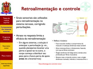 Neurofisiologia do controle motor
Retroalimentação e controle
●
Sinais sensoriais são utilizados
para retroalimentação no
sistema nervoso, corrigindo
perturbações.
●
Atraso na resposta limita a
eficácia da retroalimentação
– Em alguns sistemas, a solução é
antecipar a perturbação (p. ex.,
quando planejamos levantar uma
perna e apoiar-se na outra, o
corpo começa a distribuir seu
peso para a futura perna de apoio
antes de a levantarmos)
Hipotálamo
e homeostase
Coneitos
motivacionais
Áreas funcionais
do córtex
Sede
Fome
Sensação e
percepção
Controle
motor
Sistema
comportamental
Componentes
dos sistemas
motores
Tratos da
medula
espinhal
Placa motora
Programas
motores
Neuroeixo
motor
Ciclos
locomotores
Interneurônios
espinhais
●
Reflexo miotático
– Fuso muscular sinaliza o comprimento do
músculo e mudanças dinâmicas nesta variável
– Ativa motoneurônios α diretamente, fazendo
com que as fibras contraiam
– Órgão tendinoso de Golgi sente a tensão ativa
produzida por fibras musculares
– Quanto mais o músculo contrai, mais o órgão
tendinoso é ativado, inibindo o motoneurônio α
Hipotálamo
e homeostase
Coneitos
motivacionais
Áreas funcionais
do córtex
Sede
Fome
Sensação e
percepção
Controle
motor
Sistema
comportamental
Componentes
dos sistemas
motores
Tratos da
medula
espinhal
Placa motora
Programas
motores
Neuroeixo
motor
Ciclos
locomotores
Interneurônios
espinhais
Hipotálamo
e homeostase
Coneitos
motivacionais
Áreas funcionais
do córtex
Sede
Fome
Sensação e
percepção
Controle
motor
Sistema
comportamental
Componentes
dos sistemas
motores
Tratos da
medula
espinhal
Placa motora
Programas
motores
Neuroeixo
motor
Ciclos
locomotores
Interneurônios
espinhais
Hipotálamo
e homeostase
Coneitos
motivacionais
Áreas funcionais
do córtex
Sede
Fome
Sensação e
percepção
Componentes
dos sistemas
motores
Tratos da
medula
espinhal
Placa motora
Programas
motores
Neuroeixo
motor
Interneurônios
espinhais
 