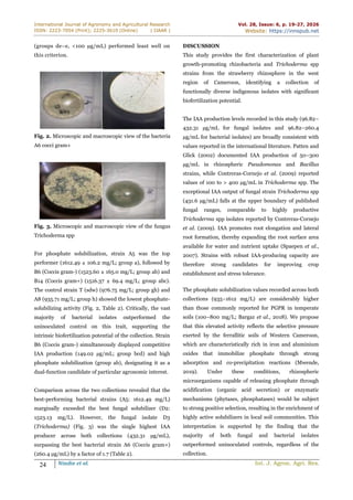 International Journal of Agronomy and Agricultural Research
ISSN: 2223-7054 (Print); 2225-3610 (Online) | IJAAR |
Vol. 28, Issue: 6, p. 19-27, 2026
Website: https://innspub.net
24 Nindie et al. Int. J. Agron. Agri. Res.
(groups de–e, <100 µg/mL) performed least well on
this criterion.
Fig. 2. Microscopic and macroscopic view of the bacteria
A6 cocci gram+
Fig. 3. Microscopic and macroscopic view of the fungus
Trichoderma spp
For phosphate solubilization, strain A5 was the top
performer (1612.49 ± 106.2 mg/L; group a), followed by
B6 (Coccis gram-) (1523.60 ± 165.0 mg/L; group ab) and
B14 (Coccis gram+) (1516.37 ± 69.4 mg/L; group abc).
The control strain T (sdw) (976.75 mg/L; group gh) and
A8 (935.71 mg/L; group h) showed the lowest phosphate-
solubilizing activity (Fig. 2, Table 2). Critically, the vast
majority of bacterial isolates outperformed the
uninoculated control on this trait, supporting the
intrinsic biofertilization potential of the collection. Strain
B6 (Coccis gram-) simultaneously displayed competitive
IAA production (149.02 µg/mL; group bcd) and high
phosphate solubilization (group ab), designating it as a
dual-function candidate of particular agronomic interest.
Comparison across the two collections revealed that the
best-performing bacterial strains (A5: 1612.49 mg/L)
marginally exceeded the best fungal solubilizer (D2:
1523.13 mg/L). However, the fungal isolate D3
(Trichoderma) (Fig. 3) was the single highest IAA
producer across both collections (432.31 µg/mL),
surpassing the best bacterial strain A6 (Coccis gram+)
(260.4 µg/mL) by a factor of 1.7 (Table 2).
DISCUSSION
This study provides the first characterization of plant
growth-promoting rhizobacteria and Trichoderma spp
strains from the strawberry rhizosphere in the west
region of Cameroon, identifying a collection of
functionally diverse indigenous isolates with significant
biofertilization potential.
The IAA production levels recorded in this study (96.82–
432.31 µg/mL for fungal isolates and 96.82–260.4
µg/mL for bacterial isolates) are broadly consistent with
values reported in the international literature. Patten and
Glick (2002) documented IAA production of 50–300
µg/mL in rhizospheric Pseudomonas and Bacillus
strains, while Contreras-Cornejo et al. (2009) reported
values of 100 to > 400 µg/mL in Trichoderma spp. The
exceptional IAA output of fungal strain Trichoderma spp
(431.6 µg/mL) falls at the upper boundary of published
fungal ranges, comparable to highly productive
Trichoderma spp isolates reported by Contreras-Cornejo
et al. (2009). IAA promotes root elongation and lateral
root formation, thereby expanding the root surface area
available for water and nutrient uptake (Spaepen et al.,
2007). Strains with robust IAA-producing capacity are
therefore strong candidates for improving crop
establishment and stress tolerance.
The phosphate solubilization values recorded across both
collections (935–1612 mg/L) are considerably higher
than those commonly reported for PGPR in temperate
soils (100–800 mg/L; Bargaz et al., 2018). We propose
that this elevated activity reflects the selective pressure
exerted by the ferrallitic soils of Western Cameroon,
which are characteristically rich in iron and aluminium
oxides that immobilize phosphate through strong
adsorption and co-precipitation reactions (Mwende,
2019). Under these conditions, rhizospheric
microorganisms capable of releasing phosphate through
acidification (organic acid secretion) or enzymatic
mechanisms (phytases, phosphatases) would be subject
to strong positive selection, resulting in the enrichment of
highly active solubilizers in local soil communities. This
interpretation is supported by the finding that the
majority of both fungal and bacterial isolates
outperformed uninoculated controls, regardless of the
collection.
 