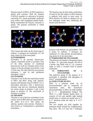 ISSN: 2278 – 1323
International Journal of Advanced Research in Computer Engineering & Technology (IJARCET)
Volume 2, Issue 4, April 2013
1334
www.ijarcet.org
thymine (uracil in RNA). In DNA guanine is
paired with cytosine. With the formula
C5H5N5O, guanine is a derivative of purine
consisting of a fused pyrimidine imidazole
ring system with conjugated double bonds.
Being unsaturated the bicyclic molecule is
planar. The guanine nucleoside is called
guanosine.
The 9 atoms that make up the fused rings (5
carbons, 4 nitrogen) are numbered 1-9. All
rings Atoms lie in the same plane.
5.4 PYRIMIDINE
Pyrimidine is an aromatic heterocyclic
organic compound similar to pyridine. One
of the three diazines (6 membered
heterocyclics with two nitrogen atoms in the
ring) as it has the nitrogen at positions 1 and
3 in the ring. The other diazines are pyrazine
(nitrogens 1 and 4) and pyridazine
(nitrogens 1 and 2).
5.5 CYTOSINE
Cytosine is one of the four main bases found
in DNA and RNA along with adenine,
guanine and thymine (uracil in RNA). It is a
pyrimidine derivative with a heterocyclic
aromatic ring and two substituent attached
(an amine group at position 4 and a keto
group at position 2). The nucleoside of
cytosine is cytidine.
5.6 THYMINE
Thymine is one of the four nucleobase in the
nucleic acid of DNA that are represented by
the letters G–C–A–T. The others are
adenine, guanine and cytosine. Thymine is
also known as 5-methyluracil a pyrimidine
nucleobase.
The thymine may be derived by methylation
of uracil at the 5th carbon. In RNA thymine
is replaced with uracil in most cases. In
DNA thymine (T) binds to adenine (A) via
two hydrogen bonds thus stabilizing the
nucleic acid structures
Cytosine and thymine are pyrimidines. The
6 atoms (4 carbons, 2 nitrogen) are
numbered 1-6. Like purines all pyrimidines
ring atoms lie in the same plane.
5.7 FORMATION OF NUCLEOSID
The pentoses are bound to nitrogenous bases
by Beta – N - glycosidic bounds. The N9 of
a purine ring binds with C1 of a pentose
sugar to form a covalent bold in purine
nucleoside.
VI. FORMATION OF A
NUCLEOTIDE
The hydroxyl group of the pentose of a
nucleotide is esterified with phosphate to
form 5’ monophosphate
6.1 STRUCTURE OF DNA
DNA is a polymer made up of
deoxynucleotides and is composed of
monomeric units. The monomeric
deoxynucleotides in DNA are held together
by 3’, 5’ – phosphodiester bridges. The
DNA is a right handed double helix. It
consists of two anti parallel right handed
double helix in which one strand runs in 5’
to 3’ direction while the other in 3’ to 5’
direction.
The two strands are held together by
hydrogen bonds formed by complementary
base pairs. The A-T pair has 2 hydrogen
 