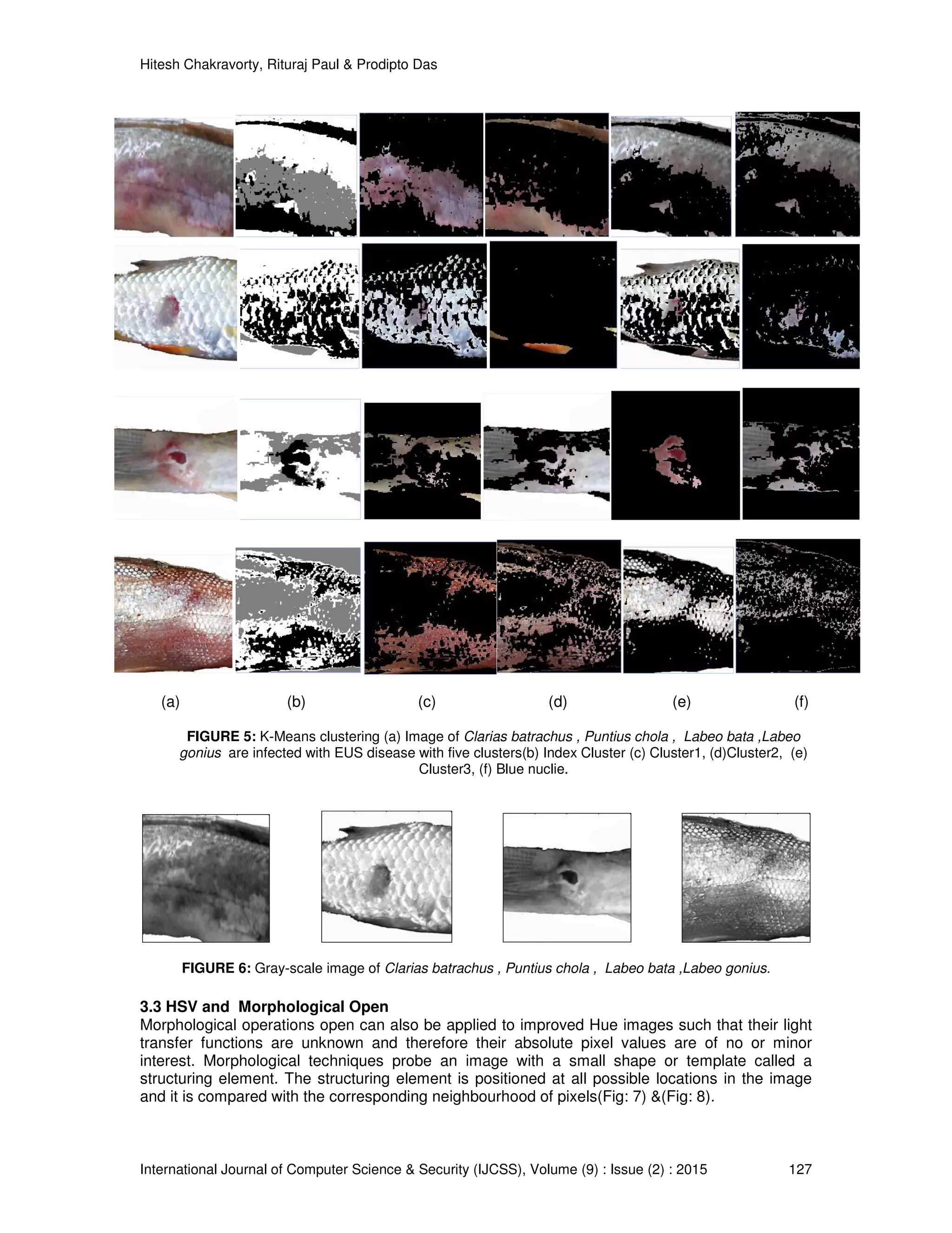 Hitesh Chakravorty, Rituraj Paul & Prodipto Das
International Journal of Computer Science & Security (IJCSS), Volume (9) : Issue (2) : 2015 127
(a) (b) (c) (d) (e) (f)
FIGURE 5: K-Means clustering (a) Image of Clarias batrachus , Puntius chola , Labeo bata ,Labeo
gonius are infected with EUS disease with five clusters(b) Index Cluster (c) Cluster1, (d)Cluster2, (e)
Cluster3, (f) Blue nuclie.
FIGURE 6: Gray-scale image of Clarias batrachus , Puntius chola , Labeo bata ,Labeo gonius.
3.3 HSV and Morphological Open
Morphological operations open can also be applied to improved Hue images such that their light
transfer functions are unknown and therefore their absolute pixel values are of no or minor
interest. Morphological techniques probe an image with a small shape or template called a
structuring element. The structuring element is positioned at all possible locations in the image
and it is compared with the corresponding neighbourhood of pixels(Fig: 7) &(Fig: 8).
 
