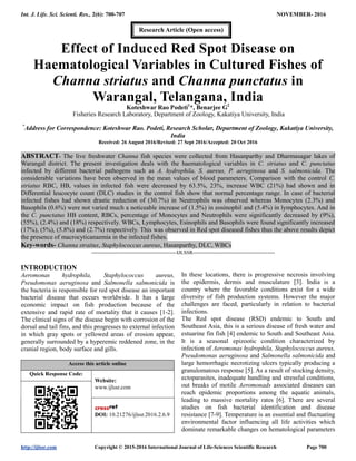 Int. J. Life. Sci. Scienti. Res., 2(6): 700-707 NOVEMBER- 2016
http://ijlssr.com Copyright © 2015-2016 International Journal of Life-Sciences Scientific Research Page 700
Effect of Induced Red Spot Disease on
Haematological Variables in Cultured Fishes of
Channa striatus and Channa punctatus in
Warangal, Telangana, India
Koteshwar Rao Podeti1
*, Benarjee G2
Fisheries Research Laboratory, Department of Zoology, Kakatiya University, India
*
Address for Correspondence: Koteshwar Rao. Podeti, Research Scholar, Department of Zoology, Kakatiya University,
India
Received: 26 August 2016/Revised: 27 Sept 2016/Accepted: 20 Oct 2016
ABSTRACT- The live freshwater Channa fish species were collected from Hasanparthy and Dharmasagar lakes of
Warangal district. The present investigation deals with the haematological variables in C. striatus and C. punctatus
infected by different bacterial pathogens such as A. hydrophila, S. aureus, P. aeruginosa and S. salmonicida. The
considerable variations have been observed in the mean values of blood parameters. Comparison with the control C.
striatus RBC, HB, values in infected fish were decreased by 63.5%, 23%, increase WBC (21%) had shown and in
Differential leucocyte count (DLC) studies in the control fish show that normal percentage range. In case of bacterial
infected fishes had shown drastic reduction of (30.7%) in Neutrophils was observed whereas Monocytes (2.3%) and
Basophils (0.6%) were not varied much a noticeable increase of (1.5%) in eosinophil and (5.4%) in lymphocytes. And in
the C. punctatus HB content, RBCs, percentage of Monocytes and Neutrophils were significantly decreased by (9%),
(55%), (2.4%) and (18%) respectively. WBCs, Lymphocytes, Esinophils and Basophils were found significantly increased
(17%), (5%), (5.8%) and (2.7%) respectively. This was observed in Red spot diseased fishes thus the above results depict
the presence of macrocyticanaemia in the infected fishes.
Key-words- Channa straitus, Staphylococcus aureus, Hasanparthy, DLC, WBCs
-------------------------------------------------IJLSSR-----------------------------------------------
INTRODUCTION
Aeromonas hydrophila, Staphylococcus aureus,
Pseudomonas aeruginosa and Salmonella salmonicida is
the bacteria is responsible for red spot disease an important
bacterial disease that occurs worldwide. It has a large
economic impact on fish production because of the
extensive and rapid rate of mortality that it causes [1-2].
The clinical signs of the disease begin with corrosion of the
dorsal and tail fins, and this progresses to external infection
in which gray spots or yellowed areas of erosion appear,
generally surrounded by a hyperemic reddened zone, in the
cranial region, body surface and gills.
Access this article online
Quick Response Code:
Website:
www.ijlssr.com
DOI: 10.21276/ijlssr.2016.2.6.9
In these locations, there is progressive necrosis involving
the epidermis, dermis and musculature [3]. India is a
country where the favorable conditions exist for a wide
diversity of fish production systems. However the major
challenges are faced, particularly in relation to bacterial
infections.
The Red spot disease (RSD) endemic to South and
Southeast Asia, this is a serious disease of fresh water and
estuarine fin fish [4] endemic to South and Southeast Asia.
It is a seasonal epizootic condition characterized by
infection of Aeromonas hydrophila, Staphylococcus aureus,
Pseudomonas aeruginosa and Salmonella salmonicida and
large hemorrhagic necrotizing ulcers typically producing a
granulomatous response [5]. As a result of stocking density,
ectoparasites, inadequate handling and stressful conditions,
out breaks of motile Aeromonads associated diseases can
reach epidemic proportions among the aquatic animals,
leading to massive mortality rates [6]. There are several
studies on fish bacterial identification and disease
resistance [7-9]. Temperature is an essential and fluctuating
environmental factor influencing all life activities which
dominate remarkable changes on hematological parameters
Research Article (Open access)
 
