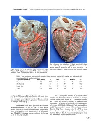 GÓMEZ, F. A. & BALLESTEROS, L. E. Anatomic study of the right coronary artery in pigs. feature review in comparison with the human artery. Int. J. Morphol., 31(4):1289-1296, 2013.

Fig.1. Anterior view of the heart. RV: Right Ventricle. RA: Right
Atrium. RCA: Right coronary artery. AVB: Anterior ventricular
branches. RMB: Right marginal branch. (*): Sino Atrial Branch.

Fig. 2. Posterior view of the heart. RV: Right ventricle. RA: Right
atrium. RCA: Right coronary artery. PIB: Posterior interventricular
branch ending in the middle third of sulcus homonym. CXB:
Circumflex branch. (*): Branch of anterior interventricular branch.

Table I. Finish of posterior interventricular branch (PIB) in homonym groove (PIG), cardiac apex and anterior left
ventricular surface, by sex discrimination.
Right edge of the heart
Total sample
%
Males
%
Females
%
Upper third
Middle third
Lower third
Total

64
78

42.6
52

34
46

41
55.4

30
32

46.2
49.2

6

5.4

3

3.6

3

4.6

148

100

83

100

65

100

(5.1%) the RBC emerged directly from the right aortic sinus
(third coronary). Its irrigation territory comprised the cone
and part of the upper and mid segments of the anterior wall
of the right ventricle (Fig. 3).
The RMB was found in 148 specimens (93.7%), with
a mean diameter of 1.30 mm (SD 0.42). It ended with a
greater frequency at the mid third of the right margin of the
heart in 78 cases (52%), of which 46 (55.4%) were males
and 32 (49.2%) females, a non-significant difference
(p=0.45) (Fig. 1) (Table II).

The SAB originated from the RCA in 100% of the
samples, and the distance from its emergence to the right
coronary ostium was 17.53 mm (SD 5.25). Its mean diameter
was 1.11 mm (SD 0.30) (Fig. 1). Similarly, the AVNB originated
from the RCA in 100% of the specimens, with a mean diameter
of 1.16 mm (SD 0.30). In 111 hearts (85%) it originated from
the LRVB, whereas in 19 samples (15%) it originated directly
from the RCA. When it stemmed out of the LRVB, the mean
distance from its emergence to the bifurcation of the RCA was
9.21 mm (SD 4.27) (Fig. 4). The posterior right diagonal artery
was not found in anyone of the specimens.

1291

 