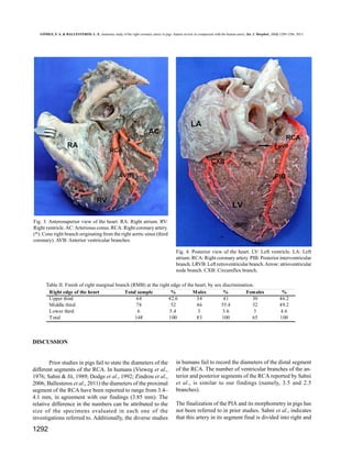 GÓMEZ, F. A. & BALLESTEROS, L. E. Anatomic study of the right coronary artery in pigs. feature review in comparison with the human artery. Int. J. Morphol., 31(4):1289-1296, 2013.

Fig. 3. Anterosuperior view of the heart. RA: Right atrium. RV:
Right ventricle. AC: Arteriosus conus. RCA: Right coronary artery.
(*): Cone right branch originating from the right aortic sinus (third
coronary). AVB: Anterior ventricular branches.
Fig. 4. Posterior view of the heart. LV: Left ventricle. LA: Left
atrium. RCA: Right coronary artery. PIB: Posterior interventricular
branch. LRVB: Left retroventricular branch. Arrow: atrioventricular
node branch. CXB: Circumflex branch.
Table II. Finish of right marginal branch (RMB) at the right edge of the heart, by sex discrimination.
Right edge of the heart
Total sample
%
Males
%
Females
Upper third
64
42.6
34
41
30
Middle third
78
52
46
55.4
32
Lower third
6
5.4
3
3.6
3
Total
148
100
83
100
65

%
46.2
49.2
4.6
100

DISCUSSION

Prior studies in pigs fail to state the diameters of the
different segments of the RCA. In humans (Vieweg et al.,
1976; Sahni & Jit, 1989; Dodge et al., 1992; Zindrou et al.,
2006; Ballesteros et al., 2011) the diameters of the proximal
segment of the RCA have been reported to range from 3.4–
4.1 mm, in agreement with our findings (3.85 mm). The
relative difference in the numbers can be attributed to the
size of the specimens evaluated in each one of the
investigations referred to. Additionally, the diverse studies

1292

in humans fail to record the diameters of the distal segment
of the RCA. The number of ventricular branches of the anterior and posterior segments of the RCA reported by Sahni
et al., is similar to our findings (namely, 3.5 and 2.5
branches).
The finalization of the PIA and its morphometry in pigs has
not been referred to in prior studies. Sahni et al., indicates
that this artery in its segment final is divided into right and

 