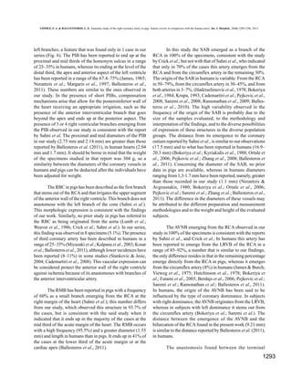 GÓMEZ, F. A. & BALLESTEROS, L. E. Anatomic study of the right coronary artery in pigs. feature review in comparison with the human artery. Int. J. Morphol., 31(4):1289-1296, 2013.

left branches; a feature that was found only in 1 case in our
series (Fig. 6). The PIB has been reported to end up at the
proximal and mid thirds of the homonym sulcus in a range
of 25–35% in humans, whereas its ending at the level of the
distal third, the apex and anterior aspect of the left ventricle
has been reported in a range of the 67.4–75% (James, 1965;
Nerantzis et al.; Margaris et al., 1997; Ballesteros et al.,
2011). These numbers are similar to the ones observed in
our study. In the presence of short PIBs, compensation
mechanisms arise that allow for the posteroinferior wall of
the heart receiving an appropriate irrigation, such as the
presence of the anterior interventricular branch that goes
beyond the apex and ends up at the posterior aspect. The
presence of 3 or 4 right ventricular branches emerging from
the PIB observed in our study is consistent with the report
by Sahni et al. The proximal and mid diameters of the PIB
in our study (2.75 mm and 2.14 mm) are greater than those
reported by Ballesteros et al. (2011), in human hearts (2.04
mm and 1.7 mm). It should be borne in mind that the weight
of the specimens studied in that report was 304 g, so a
similarity between the diameters of the coronary vessels in
humans and pigs can be deducted after the individuals have
been adjusted for weight.
The RBC in pigs has been described as the first branch
that stems out of the RCA and that irrigates the upper segment
of the anterior wall of the right ventricle. This branch does not
anastomose with the left branch of the cone (Sahni et al.).
This morphologic expression is consistent with the findings
of our work. Similarly, no prior study in pigs has referred to
the RBC as being originated from the aorta (Lumb et al.;
Weaver et al., 1986; Crick et al.; Sahni et al.). In our series,
this finding was observed in 8 specimens (5.1%). The presence
of third coronary artery has been described in humans in a
range of 25–35% (Miyazaki et al.; Kalpana et al., 2003; Kosar
et al.; Ballesteros et al., 2011), although lower incidences have
been reported (8–11%) in some studies (Stankovic & Jesic,
2004; Cademartiri et al., 2008). This vascular expression can
be considered protect the anterior wall of the right ventricle
against ischemia because of its anastomoses with branches of
the anterior interventricular artery.
The RMB has been reported in pigs with a frequency
of 60% as a small branch emerging from the RCA at the
right margin of the heart (Sahni et al.); this number differs
from our study, which observed this structure in 93.7% of
the cases, but is consistent with the said study when it
indicated that it ends up in the majority of the cases at the
mid third of the acute margin of the heart. The RMB occurs
with a high frequency (95.5%) and a greater diameter (1.55
mm) and length in humans than in pigs. It ends up in 41% of
the cases at the lower third of the acute margin or at the
cardiac apex (Ballesteros et al., 2011).

In this study the SAB emerged as a branch of the
RCA in 100% of the specimens, consistent with the study
by Crick et al.; but not with that of Sahni et al., who indicated
that only in 70% of the cases this artery emerges from the
RCA and from the circumflex artery in the remaining 30%.
The origin of the SAB in humans is variable: From the RCA
in 50–79%, from the circumflex artery in 30–45%, and from
both arteries in 3–7%. (Hadziselimovic et al., 1978; Bokeriya
et al., 1984; Krupa, 1993; Cademartiri et al.; Pejkovic et al.,
2008; Saremi et al., 2008; Ramonathan et al., 2009; Ballesteros et al., 2010). The high variability observed in the
frequency of the origin of the SAB is probably due to the
size of the samples evaluated, to the methodology and
interpretation of the findings, and to the diverse possibilities
of expression of these structures in the diverse population
groups. The distance from its emergence to the coronary
ostium reported by Sahni et al., is similar to our observations
(17.5 mm) and to what has been reported in humans (16.9–
20.3 mm) (Bokeriya et al.; Kyriakidis et al., 1988; Ortale et
al., 2006; Pejkovic et al.; Zhang et al., 2008; Ballesteros et
al., 2011). Concerning the diameter of the SAB, no prior
data in pigs are available, whereas in humans diameters
ranging from 1,3-1.7 mm have been reported, namely, greater
than those recorded in our study (1.1 mm) (Nerantzis &
Avgoustakis, 1980; Bokeriya et al.; Ortale et al., 2006;
Pejkovic et al.; Saremi et al.; Zhang et al.; Ballesteros et al.,
2011). The difference in the diameters of these vessels may
be attributed to the different preparation and measurement
methodologies and to the weight and height of the evaluated
subjects.
The AVNB emerging from the RCA observed in our
study in 100% of the specimens is consistent with the reports
by Sahni et al., and Crick et al., In humans this artery has
been reported to emerge from the LRVB of the RCA in a
range of 85–92%, a number that is similar to our findings;
the only difference resides in that in the remaining percentage
emerge directly from the RCA in pigs, whereas it emerges
from the circumflex artery (8%) in humans (James & Burch;
Vieweg et al., 1975; Hutchinson et al., 1978; Bokeriya et
al.; Futami et al., 2003; Berdajs et al., 2006; Pejkovic et al.;
Saremi et al.; Ramonathan et al.; Ballesteros et al., 2011).
In humans, the origin of the AVNB has been said to be
influenced by the type of coronary dominance. In subjects
with right dominance, the AVNB originates from the LRVB,
whereas in subjects with left dominance it stems out from
the circumflex artery (Bokeriya et al.; Saremi et al.). The
distance between the emergence of the AVNB and the
bifurcation of the RCA found in the present work (9.21 mm)
is similar to the distance reported by Ballesteros et al. (2011),
in humans.
The anastomosis found between the terminal

1293

 