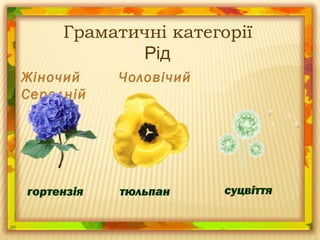 Жіночий Чоловічий
Середній
Граматичні категорії
Рід
гортензія тюльпан суцвіття
 