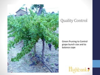Quality Control
Green Pruning to Control
grape bunch size and to
balance cope
 