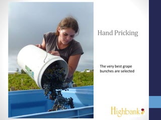 Hand Pricking
The very best grape
bunches are selected
 