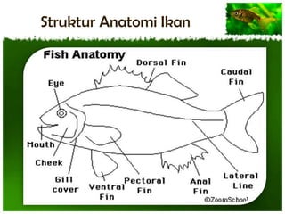Struktur Anatomi Ikan

 