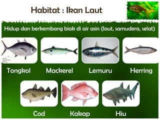 Habitat : Ikan Laut
Hidup dan berkembang biak di air asin (laut, samudera, selat)

Tongkol

Mackerel

Cod

Lemuru

Kakap

Herring

Hiu

 