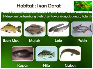 Habitat : Ikan Darat
Hidup dan berkembang biak di air tawar (sungai, danau, kolam)

Ikan Mas

Kapar

Mujair

Lele

Nila

Patin

Gabus

 