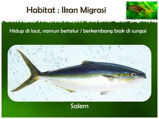 Habitat : Ikan Migrasi
Hidup di laut, namun bertelur / berkembang biak di sungai

Salem

 