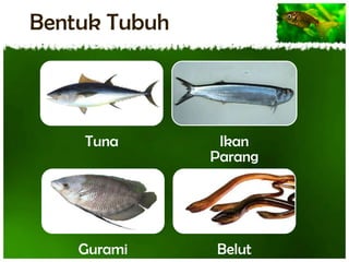 Bentuk Tubuh

Tuna

Ikan
Parang

Gurami

Belut

 