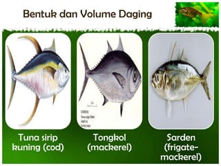 Bentuk dan Volume Daging

Tuna sirip
kuning (cod)

Tongkol
(mackerel)

Sarden
(frigatemackerel)

 