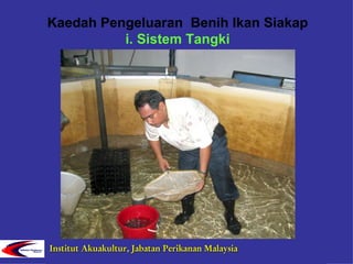 Ikan Air Tawar