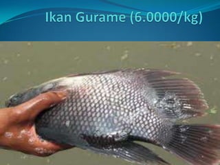 IkanGurame (6.0000/kg) 