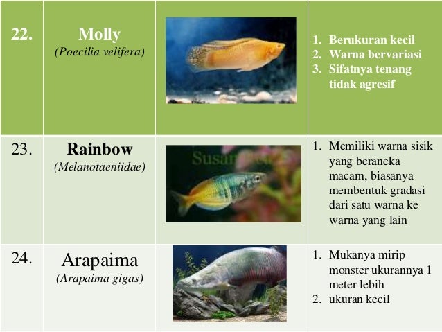 Macam Ikan Hias Air Laut