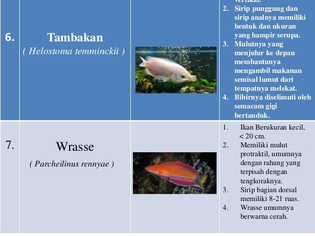 MACAM-MACAM IKAN HIAS AIR TAWAR dan AIR LAUT