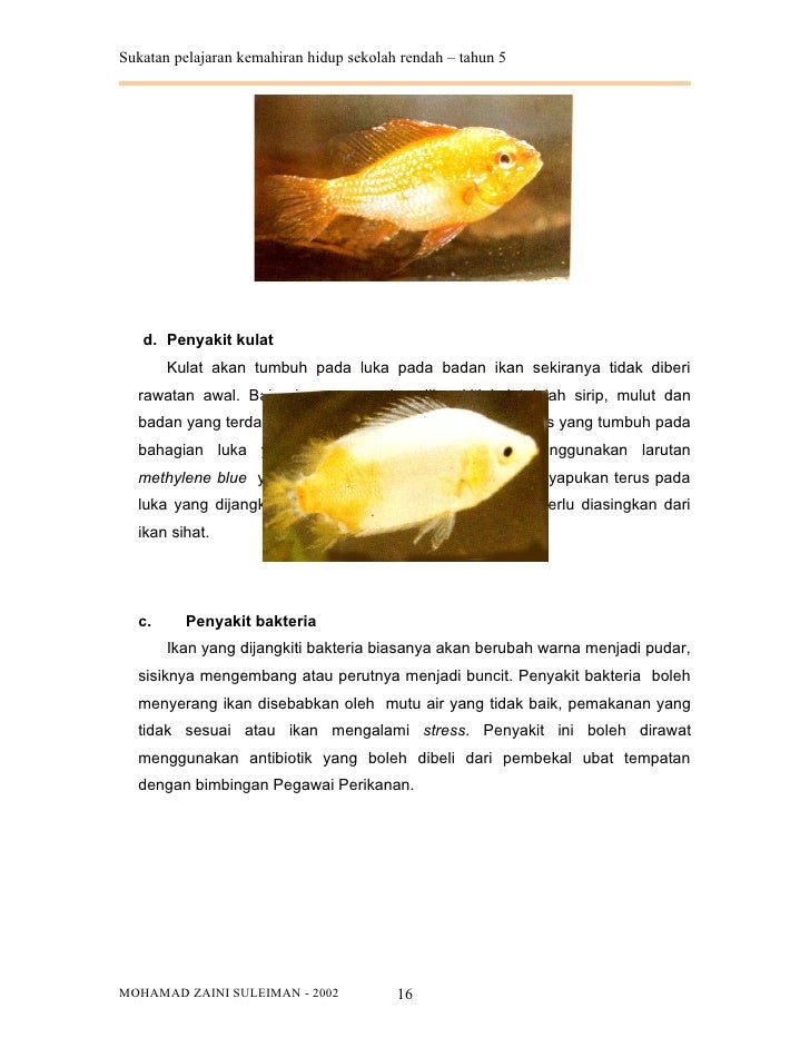 Ikan Hiasan 2