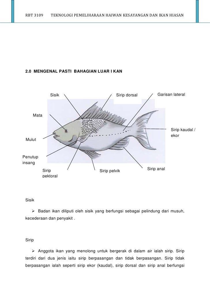 Ikan hiasan full