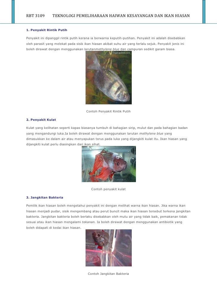 Ikan hiasan full