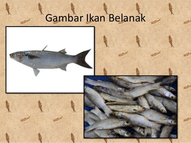 Ikan Khas Papua