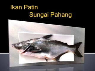 Ikan patin ppt