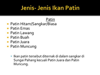 Patin
 Patin Hitam/Sangkar/Biasa
 Patin Emas
 Patin Lawang
 Patin Buah
 Patin Juara
 Patin Muncung
 Ikan patin tersebut diternak di dalam sangkar di
Sungai Pahang kecuali Patin Juara dan Patin
Muncung.
 