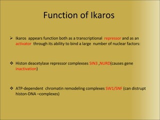Function of Ikaros  Ikaros  appears function both as a transcriptional  repressor  and as an  activator  through its ability to bind a large  number of nuclear factors: Histon deacetylase repressor complexses  SIN3  , NURD (causes gene  inactivation ) ATP-dependent  chromatin remodeling complexes  SW1/SNF  (can distrupt histon-DNA –complexes) 