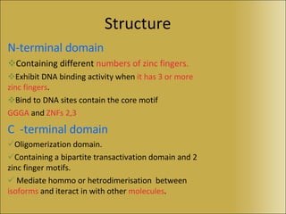 Structure N-terminal domain Containing different  numbers of zinc   fingers. Exhibit DNA binding activity when  it has 3 or   more zinc fingers . Bind to DNA sites contain the core motif  GGGA  and  ZNFs 2,3 C  -terminal domain Oligomerization domain. Containing a bipartite transactivation domain and 2 zinc finger motifs. Mediate hommo or hetrodimerisation  between  isoforms  and iteract in with other  molecules . 