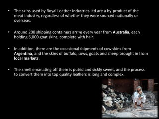 • The skins used by Royal Leather Industries Ltd are a by-product of the
meat industry, regardless of whether they were sourced nationally or
overseas.
• Around 200 shipping containers arrive every year from Australia, each
holding 6,000 goat skins, complete with hair.
• In addition, there are the occasional shipments of cow skins from
Argentina, and the skins of buffalo, cows, goats and sheep brought in from
local markets.
• The smell emanating off them is putrid and sickly sweet, and the process
to convert them into top quality leathers is long and complex.
 