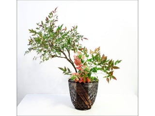 Ikebana  -__ (1)