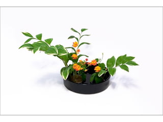 Ikebana  -__ (1)