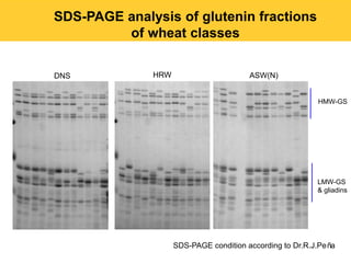 SDS-PAGE analysis of glutenin fractions
         of wheat classes


DNS           HRW                       ASW(N)


                                                          HMW-GS




                                                          LMW-GS
                                                          & gliadins




                    SDS-PAGE condition according to Dr.R.J.Peña
 