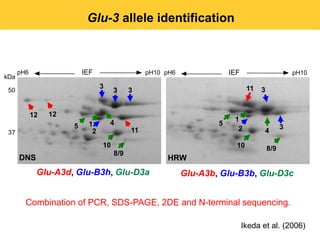 Glu-3 allele identification



      pH6                 IEF                   pH10 pH6               IEF                       pH10
kDa
                                3                                             11
 50                                  3     3                                       3


            12   12
                                    4                                   1
                      5    1                                       5
                                           11                            2                   3
 37                         2                                                       4

                                10                                       10            8/9
                                     8/9
      DNS                                            HRW
             Glu-A3d, Glu-B3h, Glu-D3a                     Glu-A3b, Glu-B3b, Glu-D3c


        Combination of PCR, SDS-PAGE, 2DE and N-terminal sequencing.

                                                                             Ikeda et al. (2006)
 