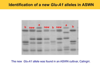 Identification of a new Glu-A1 alleles in ASWN




                      a                     a
           b   new         new   b new           b




 The new Glu-A1 allele was found in an ASWN cultivar, Calingiri.
 