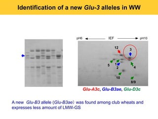 Identification of a new Glu-3 alleles in WW



                              pH6              IEF                pH10


                                                     12
                                                          3



                                               5     1
                                                      2       4

                                                     10
                                                          8/9

                                    Glu-A3c, Glu-B3ae, Glu-D3c

A new Glu-B3 allele (Glu-B3ae） was found among club wheats and
expresses less amount of LMW-GS
 