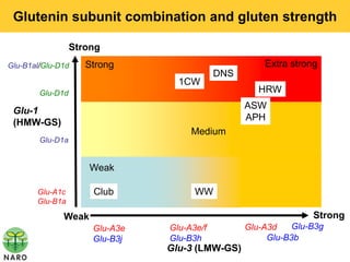 Glutenin subunit combination and gluten strength

                  Strong
Glu-B1al/Glu-D1d     Strong                           Extra strong
                                            DNS
                                  1CW
        Glu-D1d                                      HRW
                                                  ASW
 Glu-1
                                                  APH
 (HMW-GS)
                                     Medium
        Glu-D1a


                     Weak

       Glu-A1c        Club            WW
       Glu-B1a

              Weak                                               Strong
                      Glu-A3e   Glu-A3e/f         Glu-A3d    Glu-B3g
                      Glu-B3j   Glu-B3h                Glu-B3b
                                Glu-3 (LMW-GS)
 