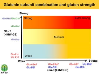Glutenin subunit combination and gluten strength

                  Strong
Glu-B1al/Glu-D1d     Strong                            Extra strong

        Glu-D1d

 Glu-1
 (HMW-GS)
                                       Medium
        Glu-D1a




       Glu-A1c
       Glu-B1a       Weak
              Weak                                                Strong
                      Glu-A3e/f   Glu-A3e/f        Glu-A3d    Glu-B3g
                      Glu-B3j     Glu-B3h               Glu-B3b
                                  Glu-3 (LMW-GS)
 