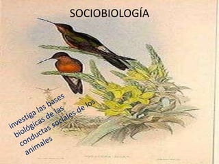 SOCIOBIOLOGÍA