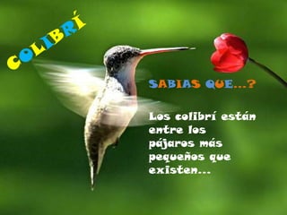 SABIAS QUE…?
Los colibrí están
entre los
pájaros más
pequeños que
existen…
