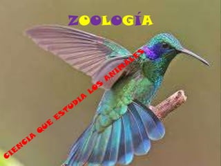 ZOOLOGÍA