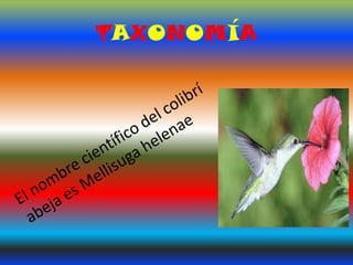 TAXONOMÍA