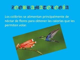 ZOOBRAMATOLOGÍA
Los colibríes se alimentan principalmente de
néctar de flores para obtener las calorías que les
permiten volar.