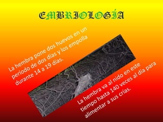 EMBRIOLOGÍA