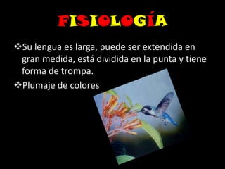 FISIOLOGÍA
Su lengua es larga, puede ser extendida en
gran medida, está dividida en la punta y tiene
forma de trompa.
Plumaje de colores