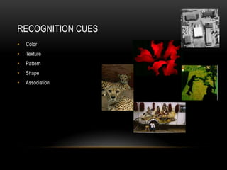 RECOGNITION CUES
•   Color
•   Texture
•   Pattern
•   Shape
•   Association
 