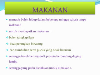  manusia boleh hidup dalam beberapa minggu sahaja tanpa
makanan
 untuk mendapatkan makanan :
boleh tangkap ikan
 buat perangkap binatang
 cari tumbuhan serta pucuk yang tidak beracun
 serangga boleh beri 65-80% protein berbanding daging
lembu
 serangga yang perlu dielakkan untuk dimakan :-
MAKANAN
 