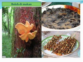 Boleh di makan
 